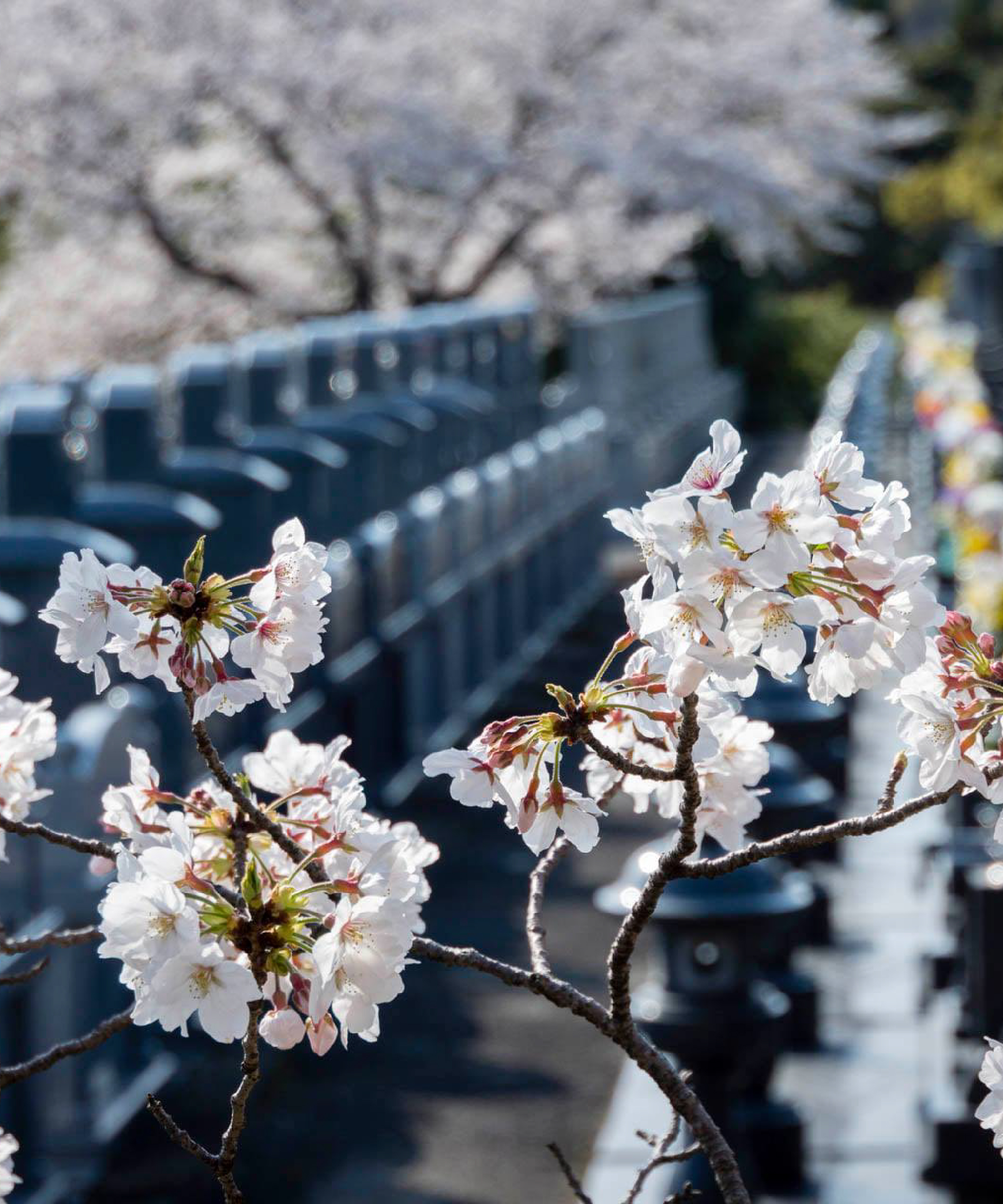 お墓参りの様子